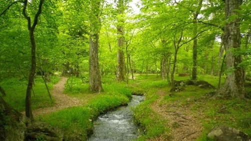 水木自然林の画像